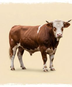 Büyükbaş kurbanlık hisse 2